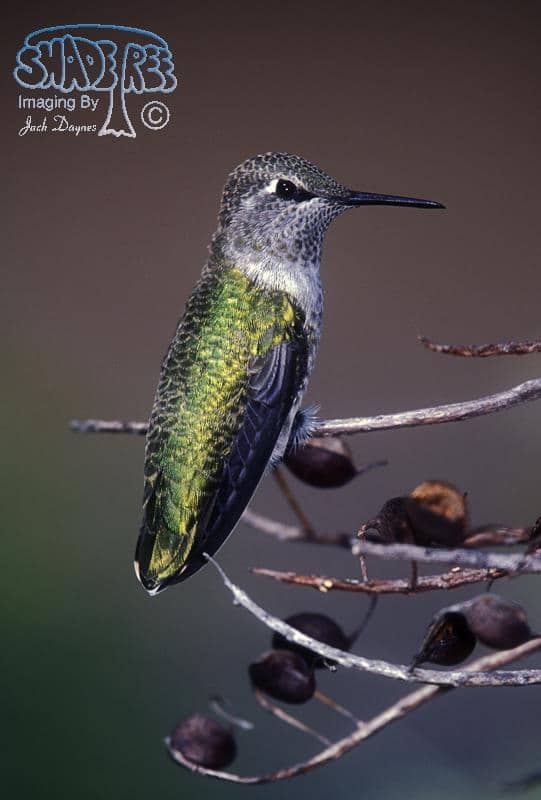 Anna's Hummingbird - Calypte anna