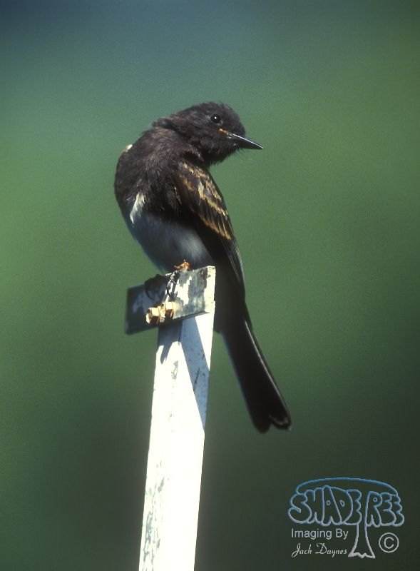 Black Phoebe - Sayornis nigricans