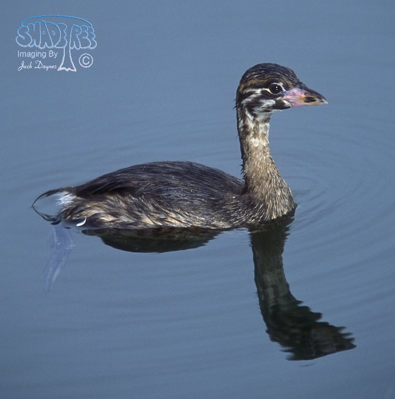 Pied-Billed Grebe - Podilymbus podiceps