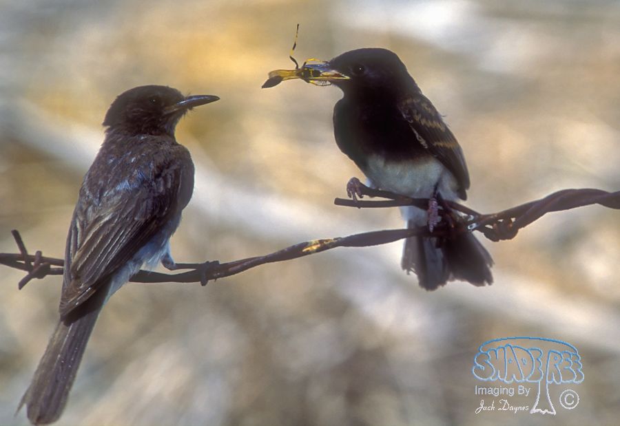 Black Phoebe - Sayornis nigricans