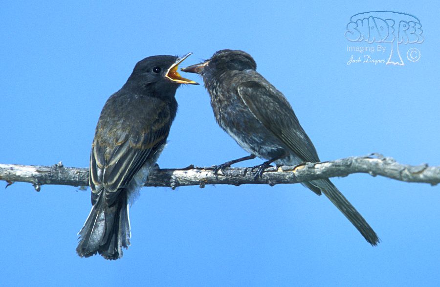 Black Phoebe - Sayornis nigricans