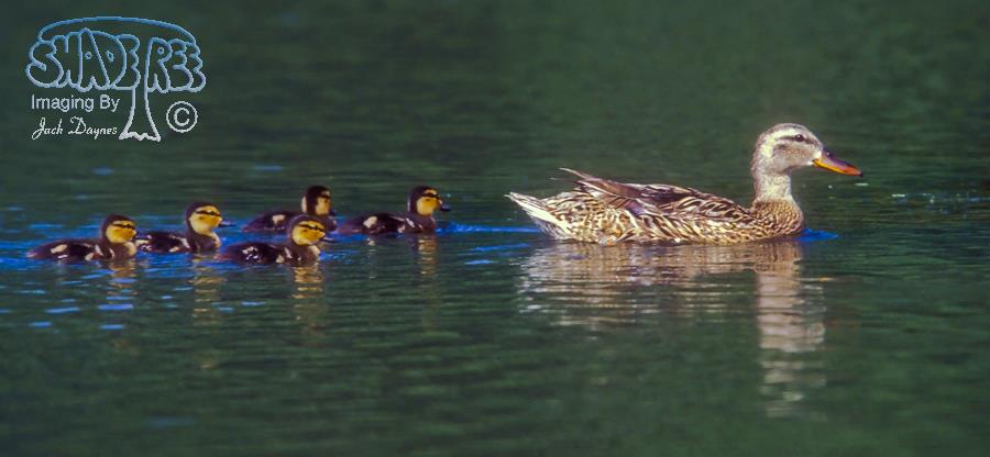 Mallard - Anas platyrhynchos