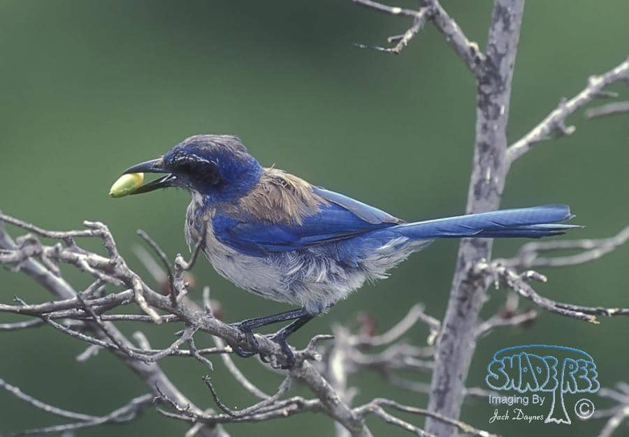 California Scrub-Jay - Aphelocoma californica