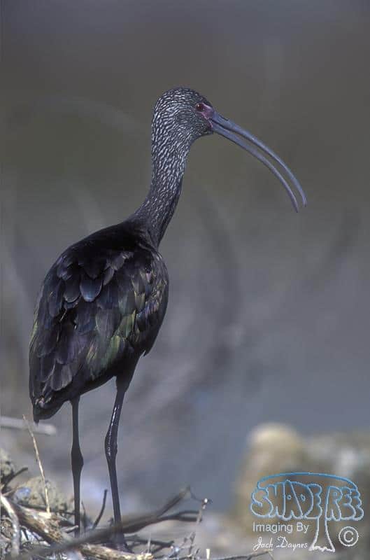 White-faced Ibis - Plegadis chihi