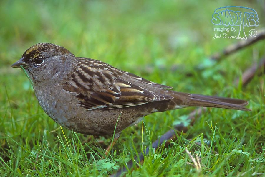 Golden-Crowned Sparrow - Zonotrichia atricapilla