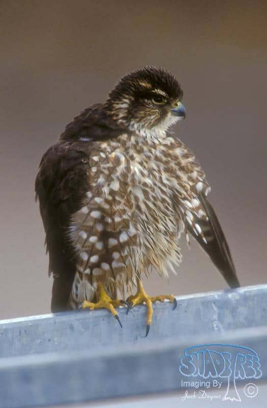 Merlin - Falco columbarius