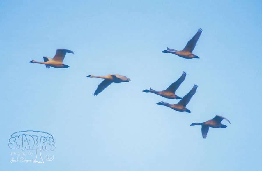 Tundra Swan - Cygnus columbianus