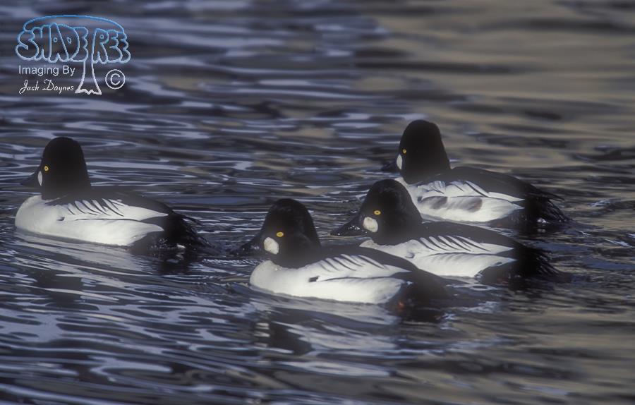 Common Goldeneye - Bucephala clangula