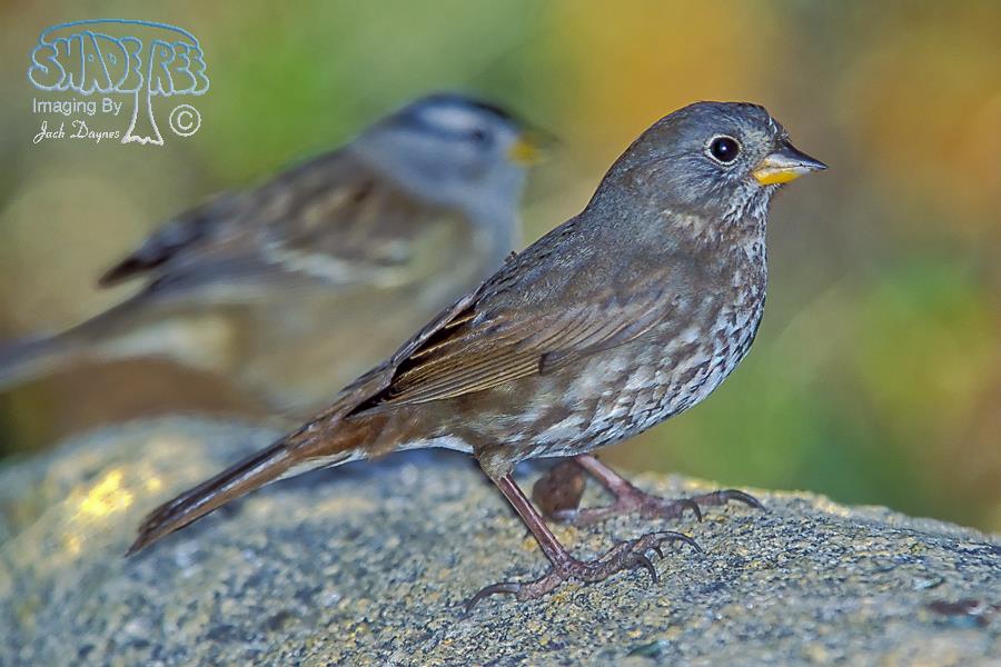 Fox Sparrow - Passerella iliaca