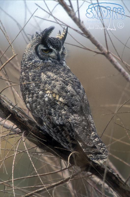 Great Horned Owl - Bubo virginianus