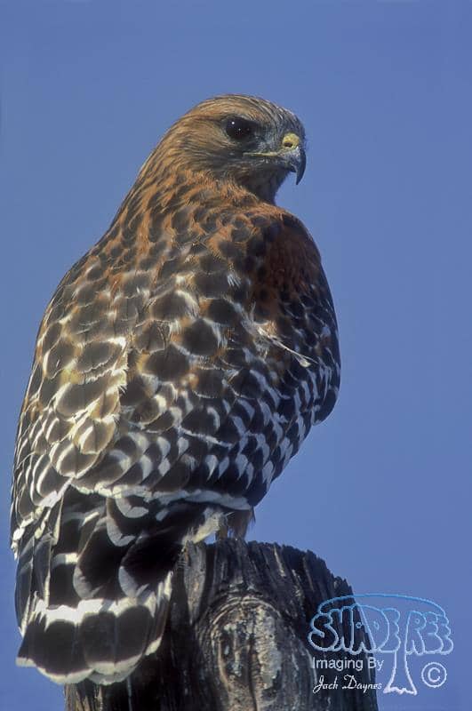 Red-shouldered Hawk - Buteo Lineatus