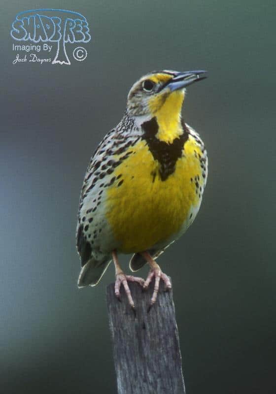 Western Meadowlark - Sturnella neglecta