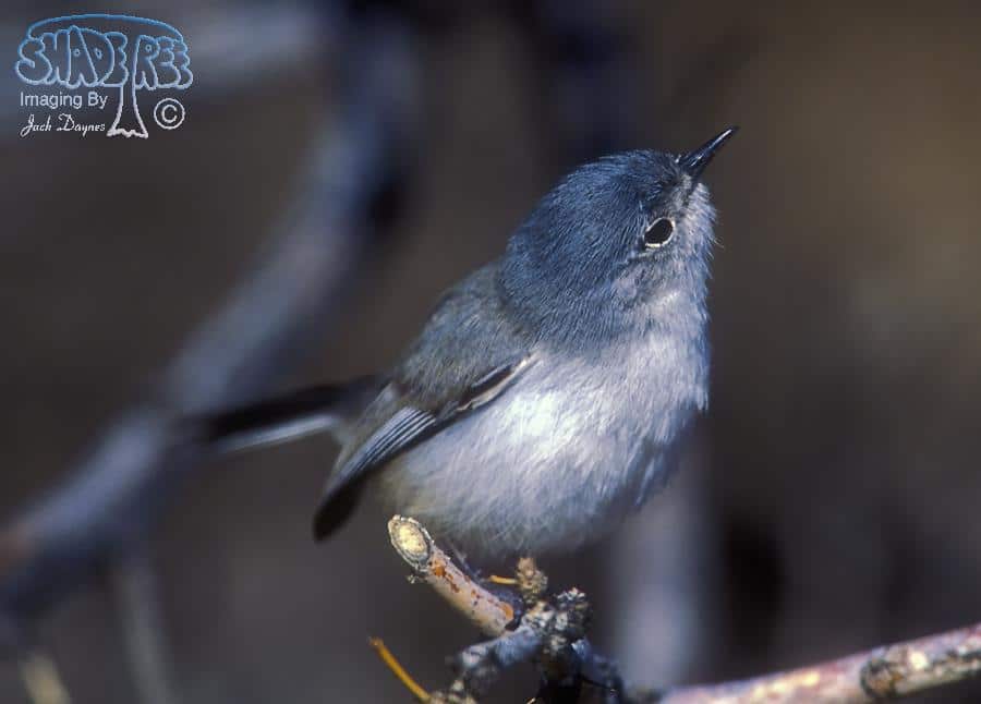 Black-tailed Gnatcatcher - Polioptila melanura