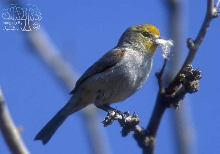 Verdin - Auriparus flaviceps