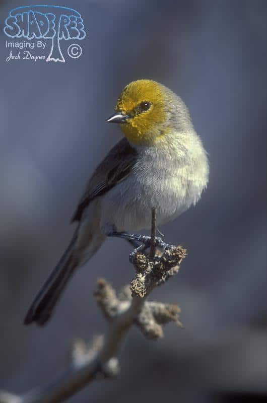 Verdin - Auriparus flaviceps