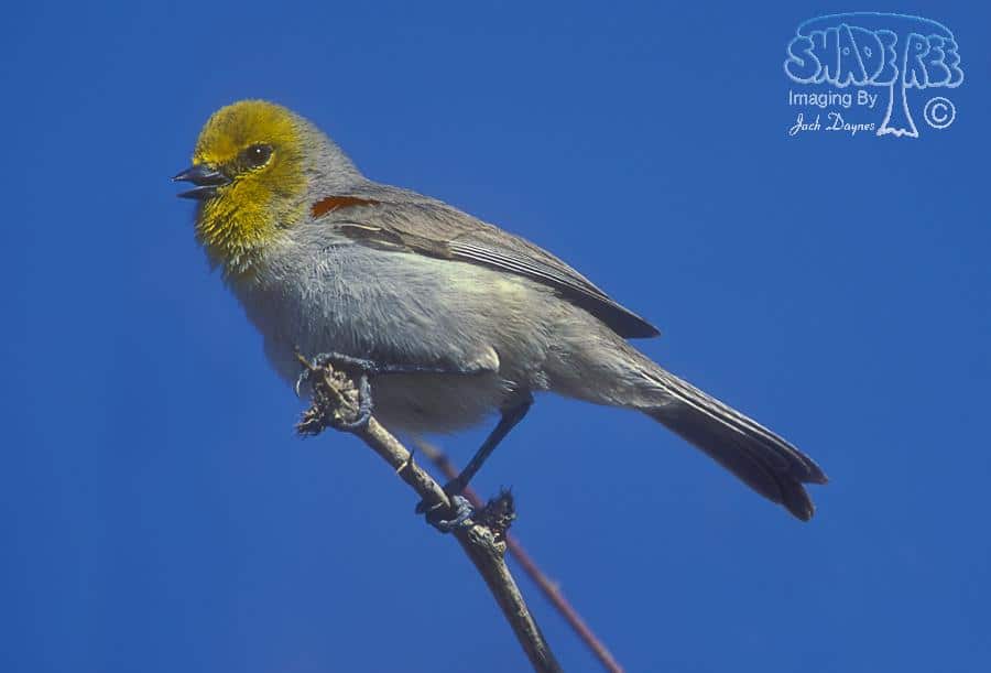 Verdin - Auriparus flaviceps