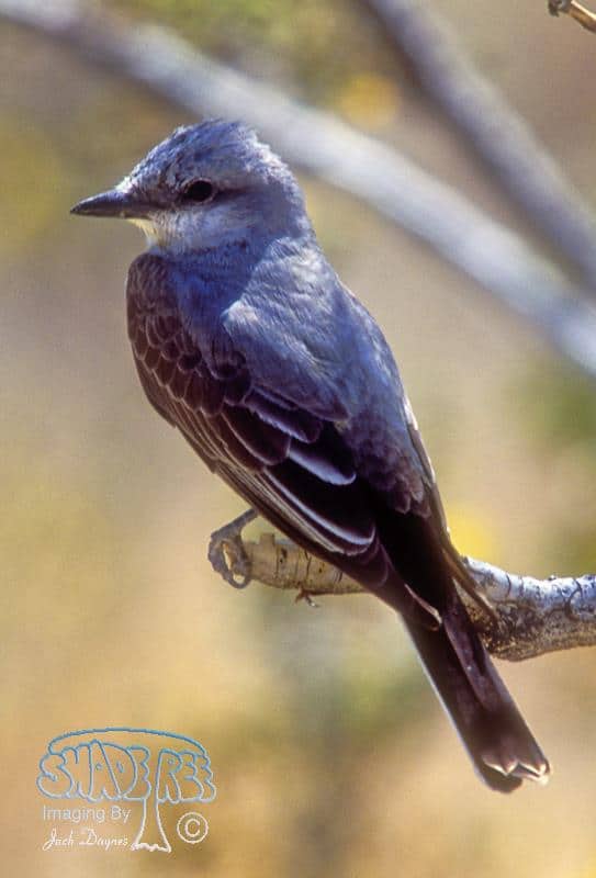 Western Kingbird - Tyrannus verticalis