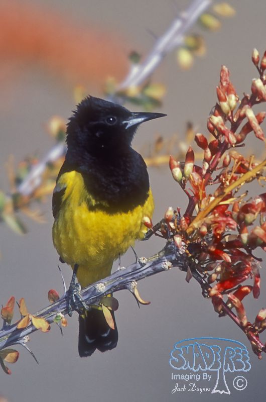 Scott's Oriole - Icterus parisorum