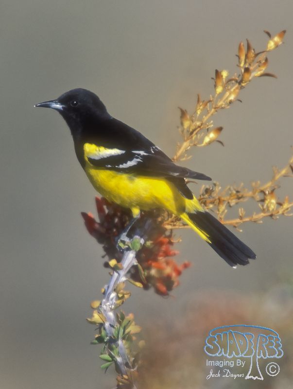 Scott's Oriole - Icterus parisorum