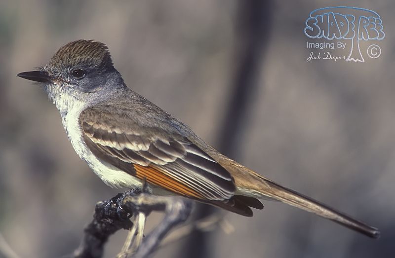 Ash-Throated Flycatcher - Myiarchus cinerascens