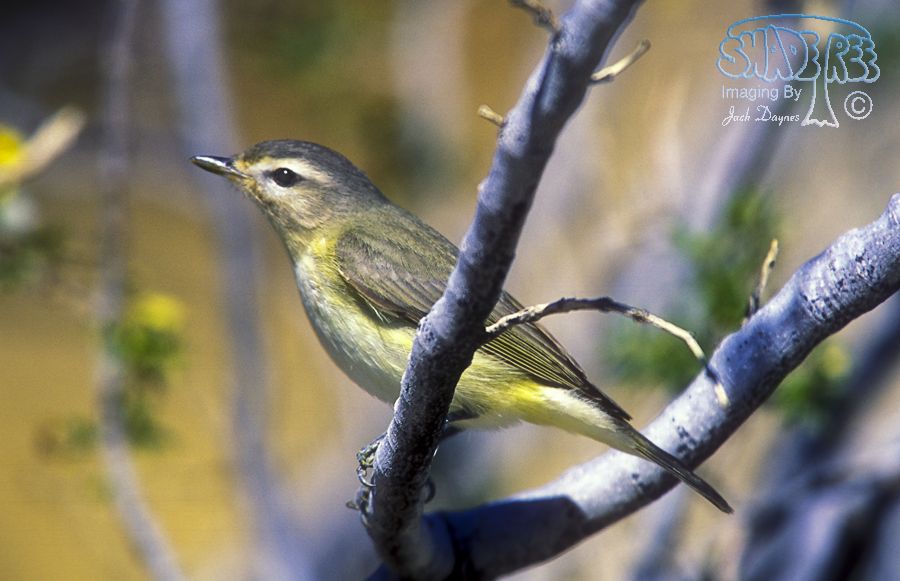 Warbling Vireo - Vireo gilvus