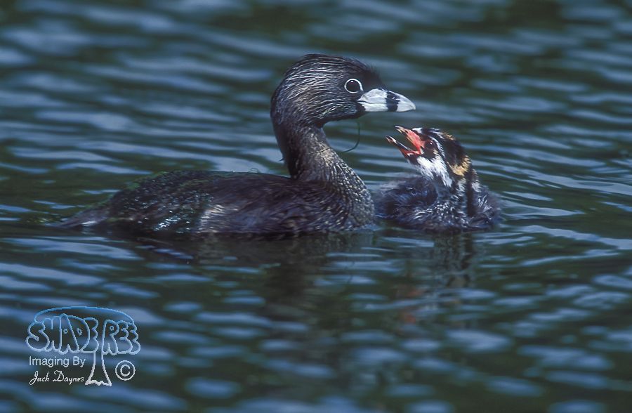 Pied-Billed Grebe - Podilymbus podiceps