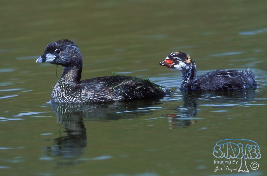 Pied-Billed Grebe - Podilymbus podiceps