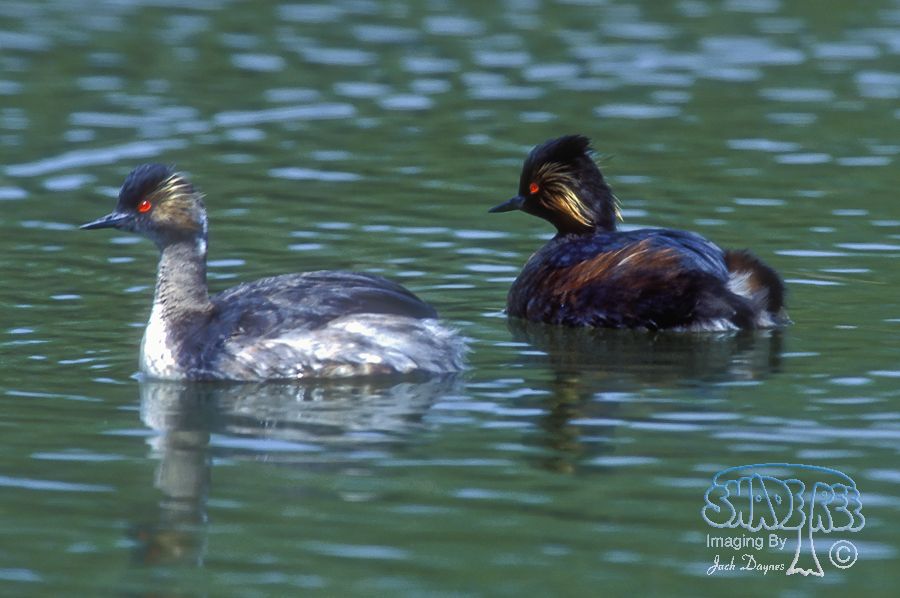 Eared Grebe - Podiceps nigricollis