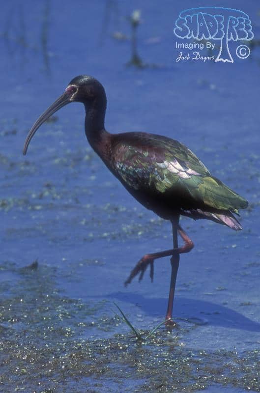 White-faced Ibis - Plegadis chihi