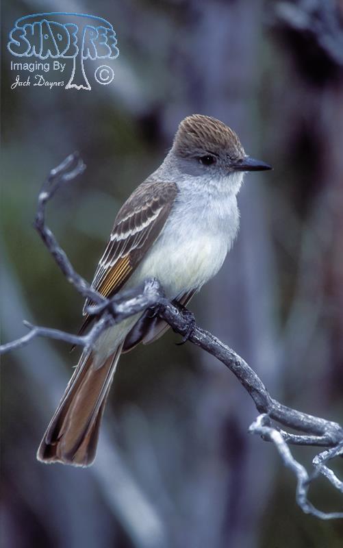 Ash-Throated Flycatcher - Myiarchus cinerascens
