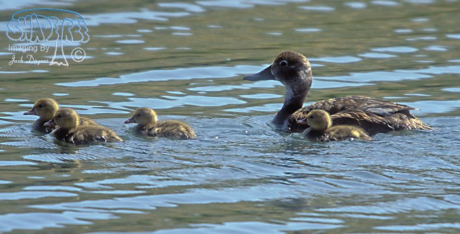 Redhead - Aythya americana