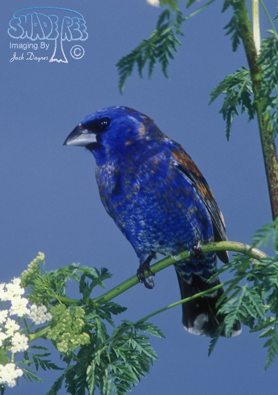 Blue Grosbeak - Passerina caerulea