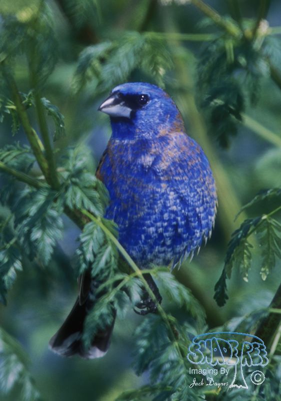 Blue Grosbeak - Passerina caerulea