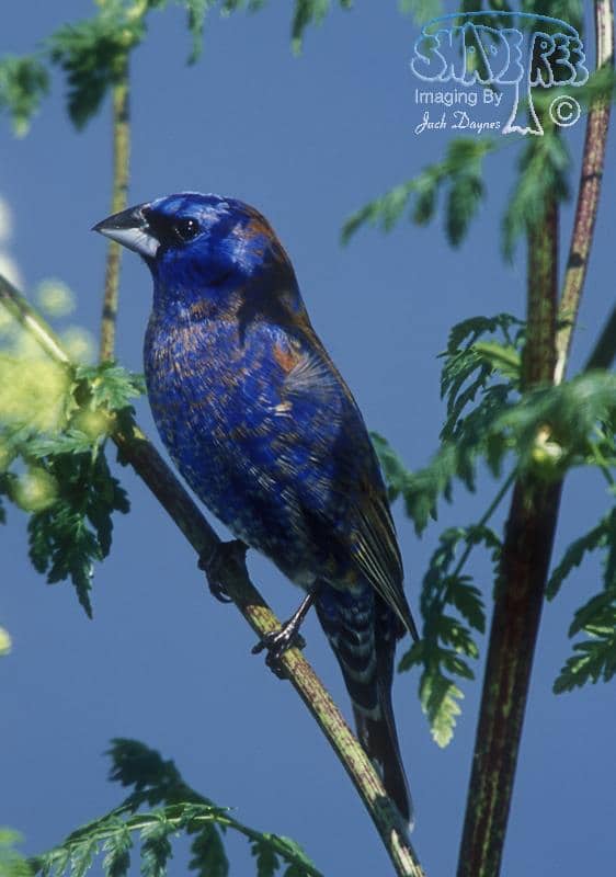 Blue Grosbeak - Passerina caerulea