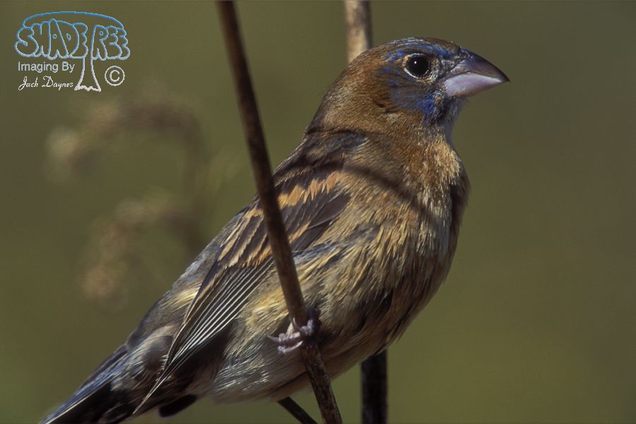Blue Grosbeak - Passerina caerulea