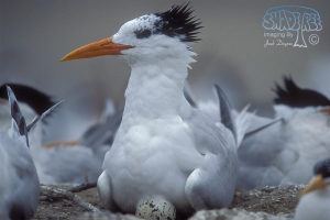 Is It Your Tern To Swallow?