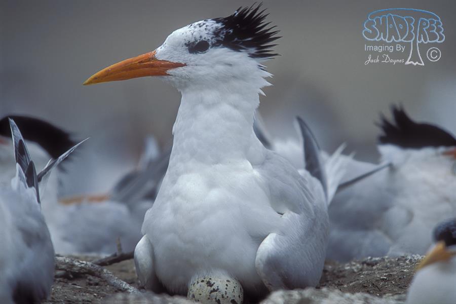 Royal Tern - Thalasseus maximus