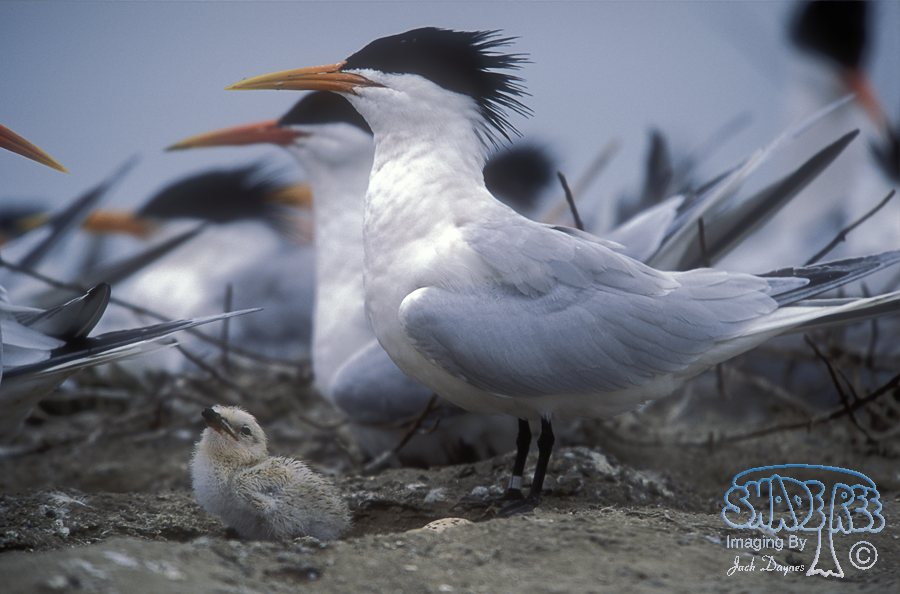 Elegant Tern - Thalasseus elegans