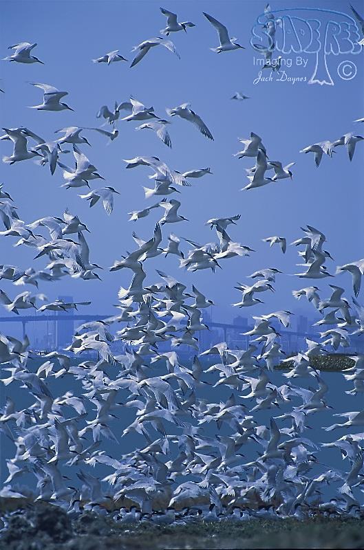 Elegant Tern - Thalasseus elegans
