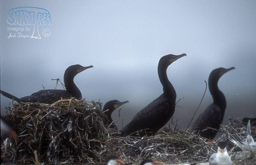 Double-crested Cormorant - Phalacrocorax auritus