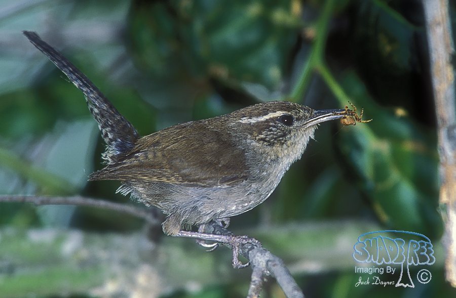 Bewick's Wren - Thryomanes bewickii