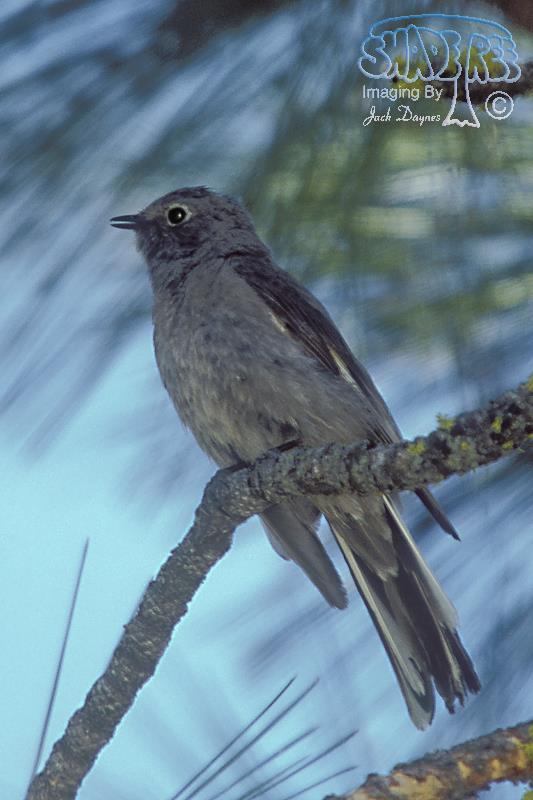 Townsend's Solitaire - Myadestes townsendi