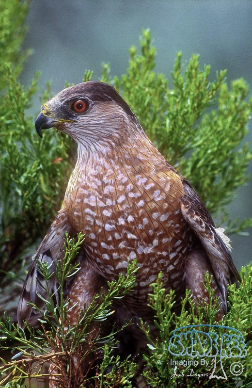 Cooper's Hawk - Accipiter cooperii