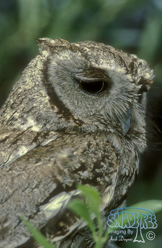 Western Screech-Owl - Megascops kennicottii