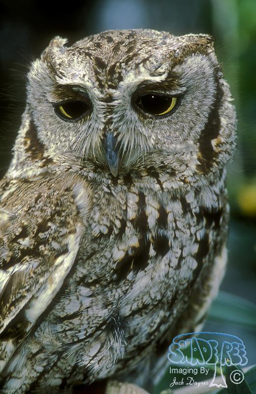 Western Screech-Owl - Megascops kennicottii