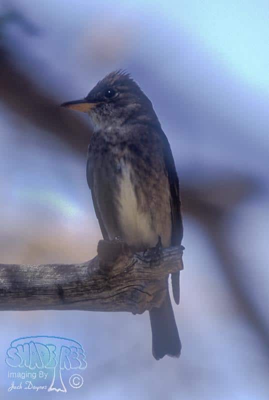 Olive-sided Flycatcher - Contopus cooperi