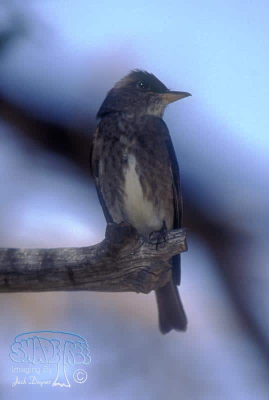 Olive-sided Flycatcher - Contopus cooperi