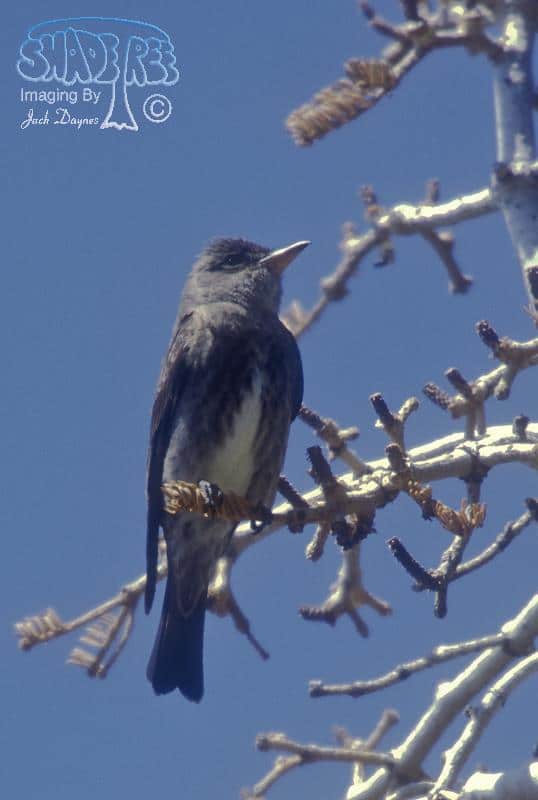 Olive-sided Flycatcher - Contopus cooperi