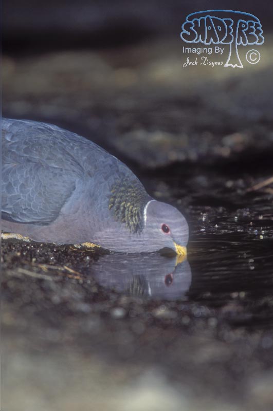 Band-Tailed Pigeon - Columba fasciata