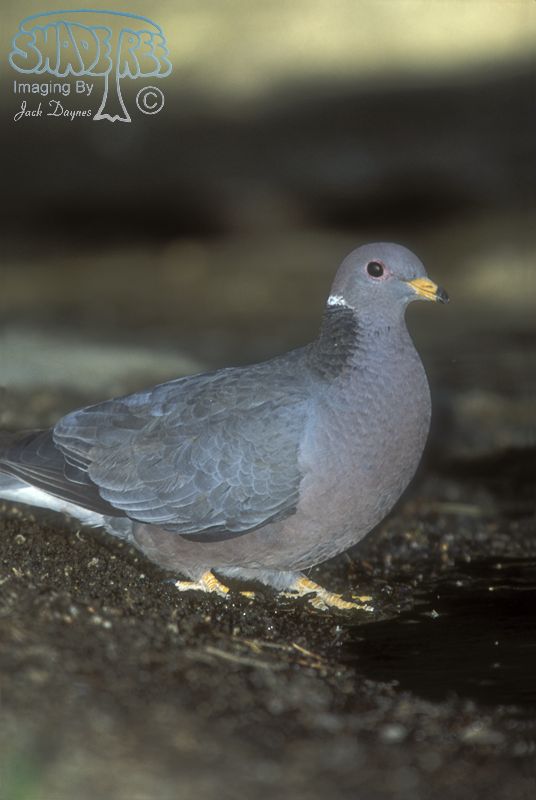 Band-Tailed Pigeon - Columba fasciata